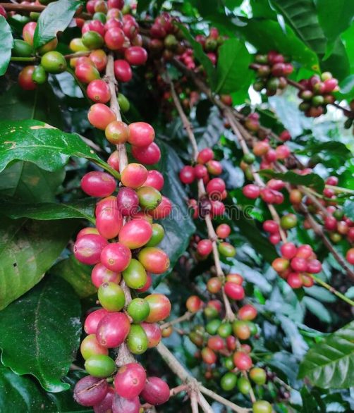 arabica-coffee-plant-branch-full-red-green-cherries-ripen-beans-200700986